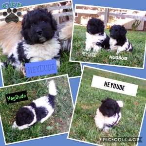 HEYDUDE- mini, Newfypoo Puppy